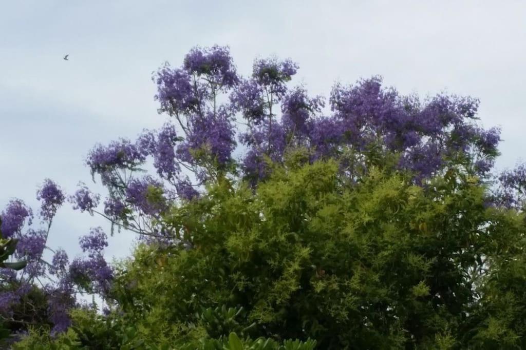 Casetta Jacaranda Janov Exteriér fotografie